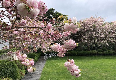 Winter garden, Seatoun